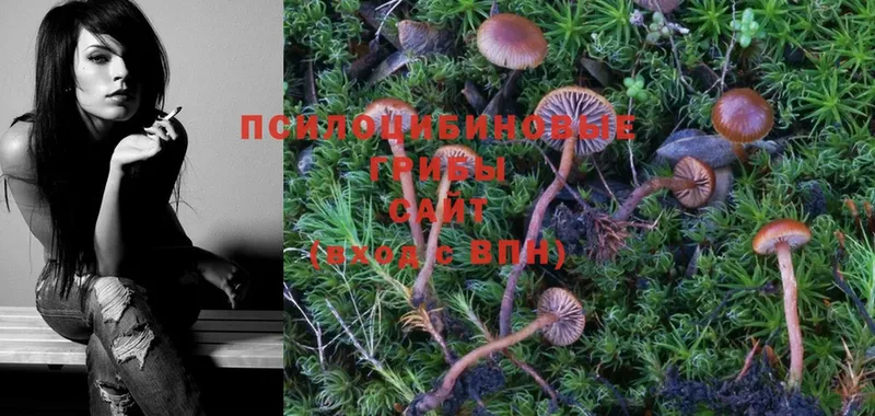 Псилоцибиновые грибы MAGIC MUSHROOMS  как найти   Новое Девяткино 